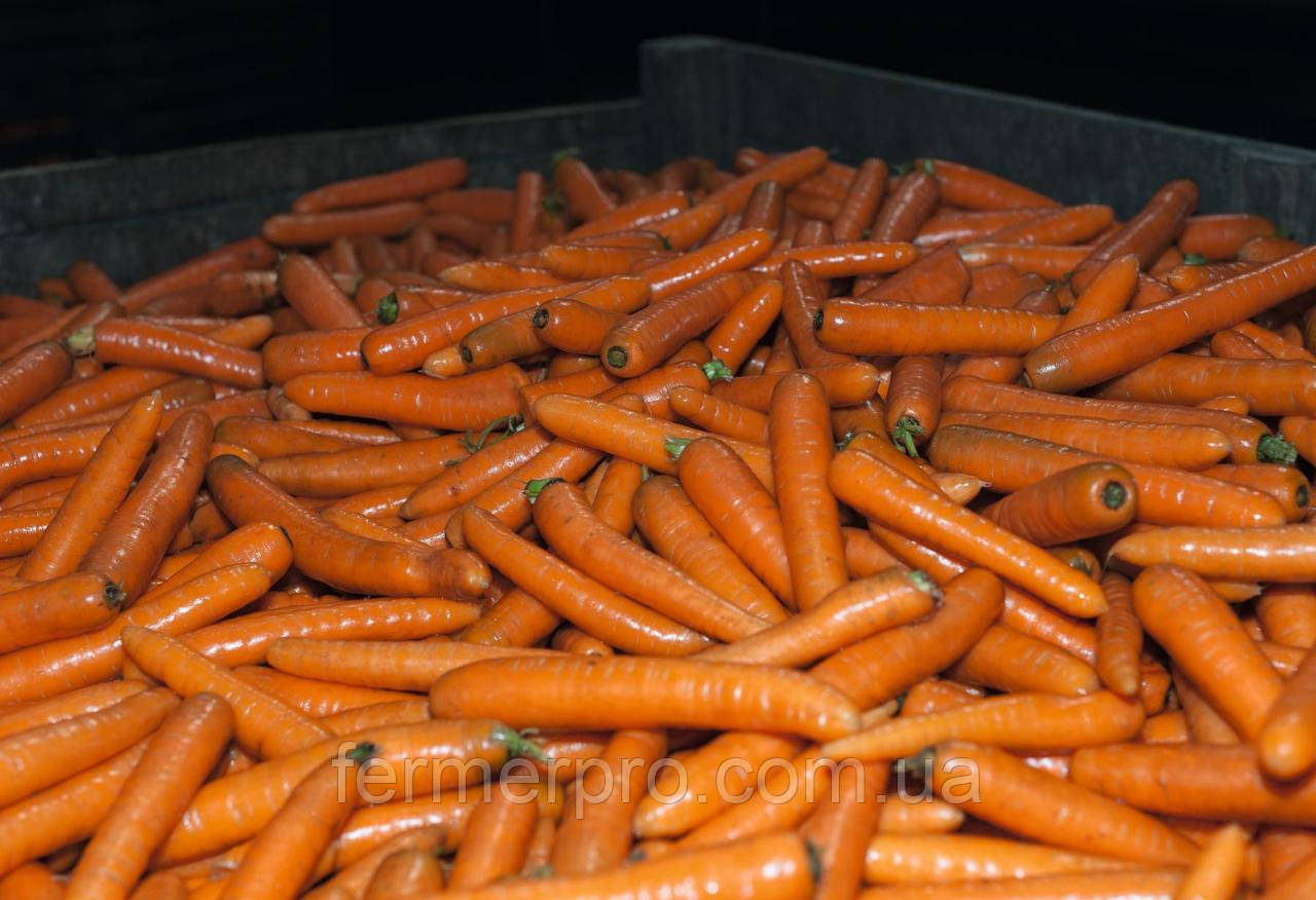 Семега моркови Бангор F1 \ Bangor F1 (1.8-2.0 mm), 100 000 семян, Bejo Zaden, фото 1