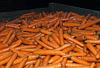Семега моркови Бангор F1 \ Bangor F1 (1.6-1.8mm), 1 000 000 семян, Bejo Zaden