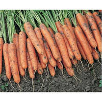 Насіння моркви Ніагара F1 \ Niagara F1 (1.6-1.8 mm) 1.000.000 насіння Bejo Zaden