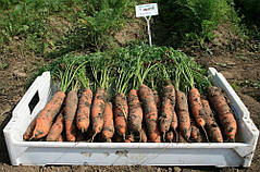 Семена моркови Белградо F1 \ Belgrado F1 (1.6-1.8mm) 1.000.000 семян Bejo Zaden