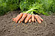 Насіння моркви Карині F1/Carini F1 50 грамів Bejo Zaden, фото 2
