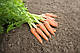 Насіння моркви Карині F1/Carini F1 500 грамів Bejo Zaden, фото 2