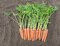 Семена моркови Вита Лонга \ Vita Longa 500 грамм Bejo zaden