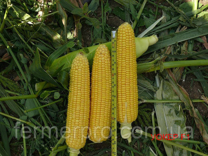 Насіння кукурудзи Вокер F1 2500 насіння Lark Seeds, фото 1