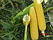Насіння кукурудзи Вокер F1 2500 насіння Lark Seeds, фото 2