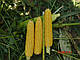 Насіння кукурудзи Вокер F1 25000 насіння Lark Seeds, фото 3