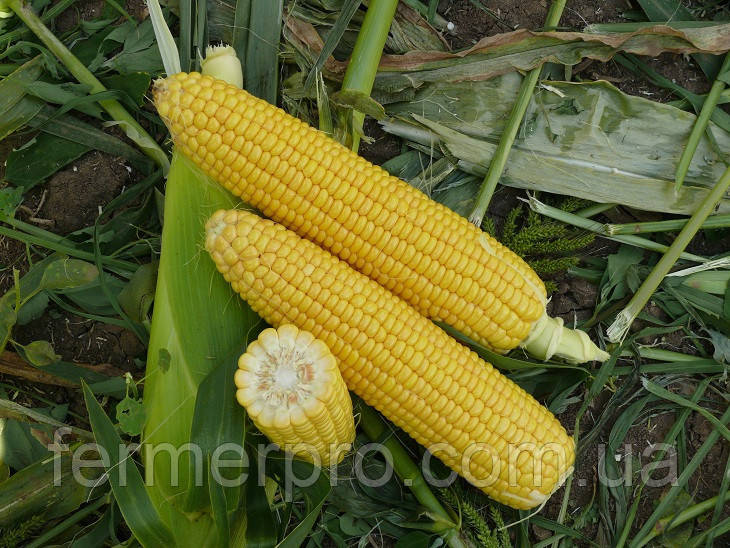 Насіння кукурудзи Вокер F1 25000 насіння Lark Seeds
