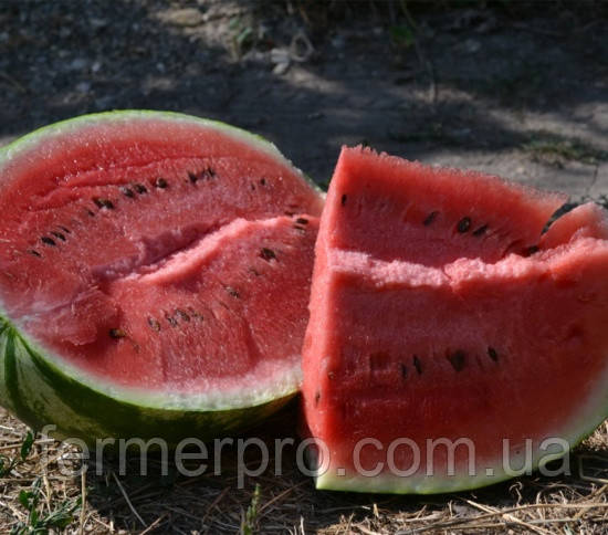 Насіння кавуна Юммі F1 1000 насіння Lark Seeds, фото 1