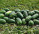 Насіння кавуна Юммі F1 1000 насіння Lark Seeds, фото 3