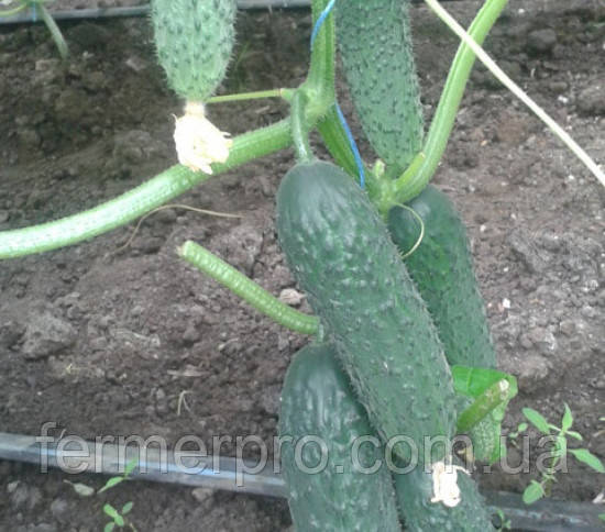 Насіння огірка Унікум F1 100 насіння Lark Seeds