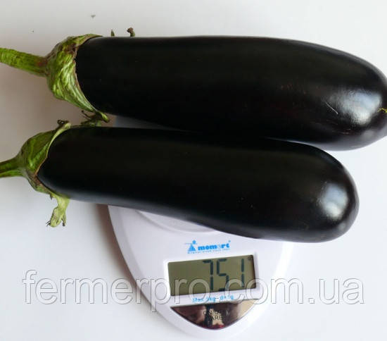 Насіння баклажана Міринда F1 1000 насіння Lark Seeds