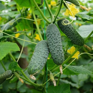 Семена огурца Маринда F1 (Seminis), 1000 семян партенокарпик, ультраранний гибрид (40-45 дней) - фото 1 - id-p446659040