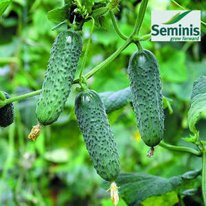 Насіння огірка Мадіта F1 (Seminis, САДИБА ЦЕНТР), 10 насіння — ультрараний гібрид (40-45 днів), партенокарпік , фото 1