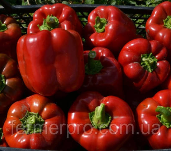 Насіння перцю Том F1/Tom F1 500 насіння Lark Seeds, фото 1