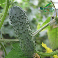 Семена огурца Меренга F1 (Seminis), 250 семян ультраранний гибрид (38-40 дней), партенокарпик