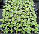 Насіння перцю Виват F1/Vivat F1 500 насіння Lark Seeds, фото 3