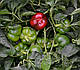 Насіння перцю Біхар F1 \ Bihar F1 250 насінин Lark Seeds, фото 8