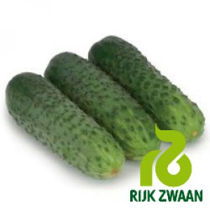 Насіння огірка Караоке F1 (Rijk Zwaan) 1000 насінин — партенокарпик, ранній гібрид (45 днів)