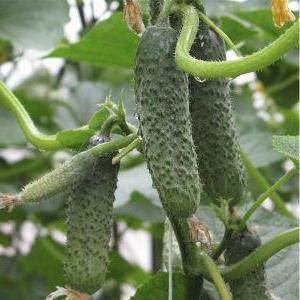 Пасатимо F1 насіння огірка, 500 насіння — партенокарпік (Syngenta),