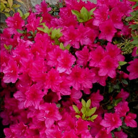 Азалія японська "Рубінета" (саджанець 2 роки) Azalea japonica Rubineta