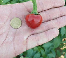 Насіння гіркого перцю Глобус F1/Globus F1 500 насіння ZKI Lark Seeds