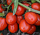 Насіння томату 1015 F1 100.000 насіння Heinz Seed, фото 3