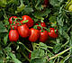 Насіння томату 1015 F1 100.000 насіння Heinz Seed, фото 7
