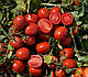 Насіння томату 1015 F1 5000 насіння Heinz Seed, фото 6