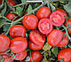 Насіння томату 1015 F1 500 насіння Heinz Seed, фото 7