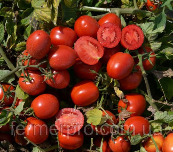Насіння томату 1015 F1 500 насіння Heinz Seed