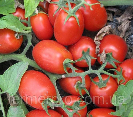 Насіння томату 3402 F1 100 000 насіння від Heinz Seed