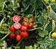 Насіння томату 3402 F1 500 насіння від Heinz Seed, фото 2