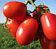 Насіння томату 3402 F1 500 насіння від Heinz Seed, фото 7