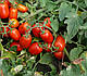 Насіння томату 3402 F1 500 насіння від Heinz Seed, фото 3