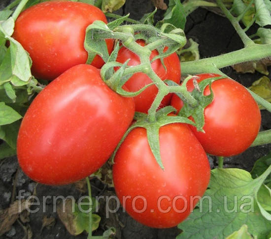 Семена томата 8504 F1 500 семян от Heinz Seed