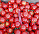 Насіння ультрараннього томата Шаста F1 10000 насіння від Lark Seeds, фото 2