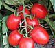 Насіння томата Шкіпер F1 1000 насіння Lark Seeds, фото 6