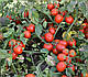 Насіння томата Шкіпер F1 1000 насіння Lark Seeds, фото 10