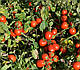 Насіння томата Шкіпер F1 1000 насіння Lark Seeds, фото 11