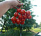 Насіння томата Шкіпер F1 10000 насіння Lark Seeds, фото 3