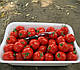 Насіння томата Шкіпер F1 10000 насіння Lark Seeds, фото 8