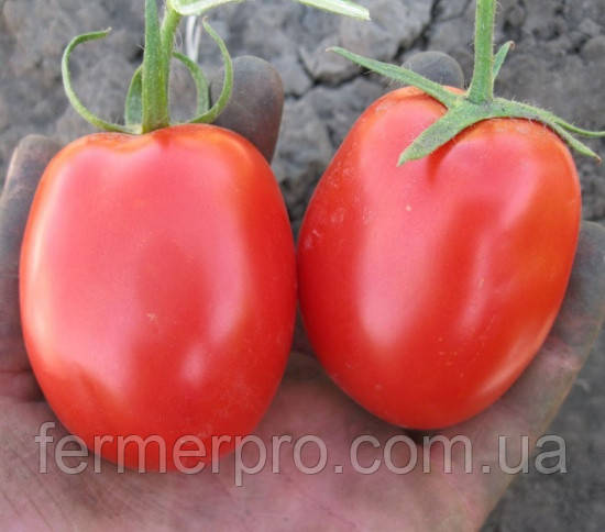 Насіння томату Санні F1/Sanni F1 5000 насіння Lark Seeds