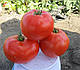 Насіння томату 1503 F1 500 насіння Lars Seeds., фото 3