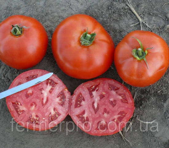 Насіння томату 1503 F1 500 насіння Lars Seeds., фото 1