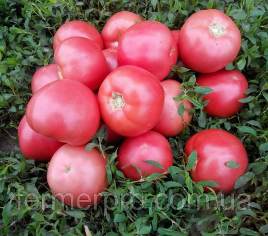 Семена томата розового Пинк Свитнес F1 500 семян Lark Seeds - фото 1 - id-p630044266