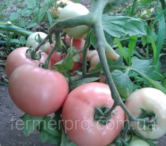 Семена томата розового Пинк Свитнес F1 500 семян Lark Seeds - фото 4 - id-p630044266