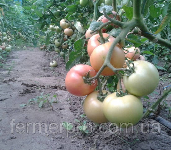 Семена томата розового Пинк Свитнес F1 500 семян Lark Seeds - фото 5 - id-p630044266