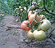 Насіння томату рожевого Пінк Світнес F1 500 насіння Lark Seeds, фото 5