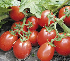 Насіння томату Ріо Гранде 500 грамів Lark Seeds