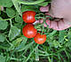 Насіння томата Старскрим F1/Starskrim F1 500 насіння Lark Seeds, фото 4